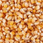 61629-mais-pop-corn-bio