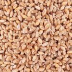 61628-ble-tendre-meunier-bio
